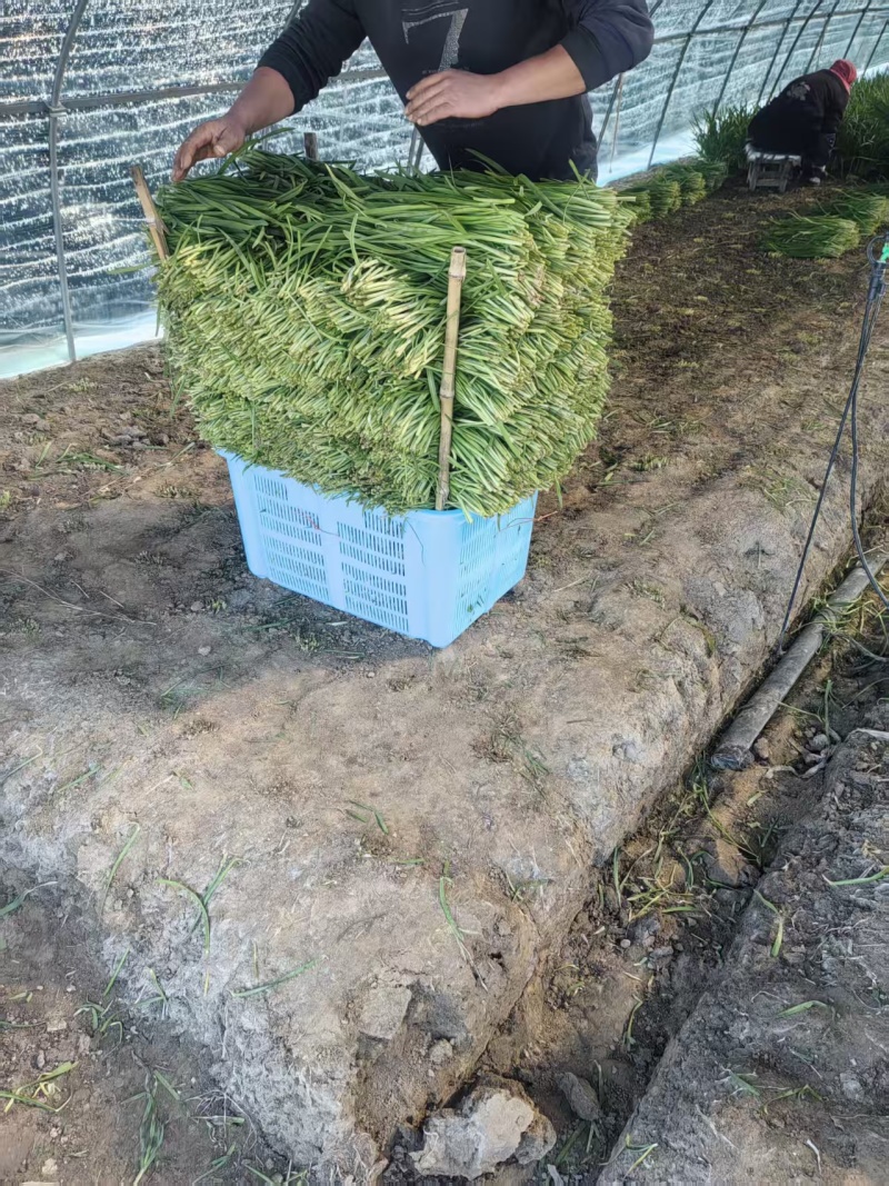 江苏韭菜精品韭菜基地一手货源对接电商市场商超