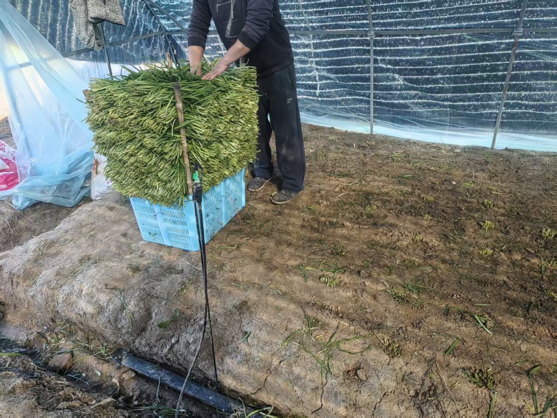 江苏韭菜精品韭菜基地一手货源对接电商市场商超