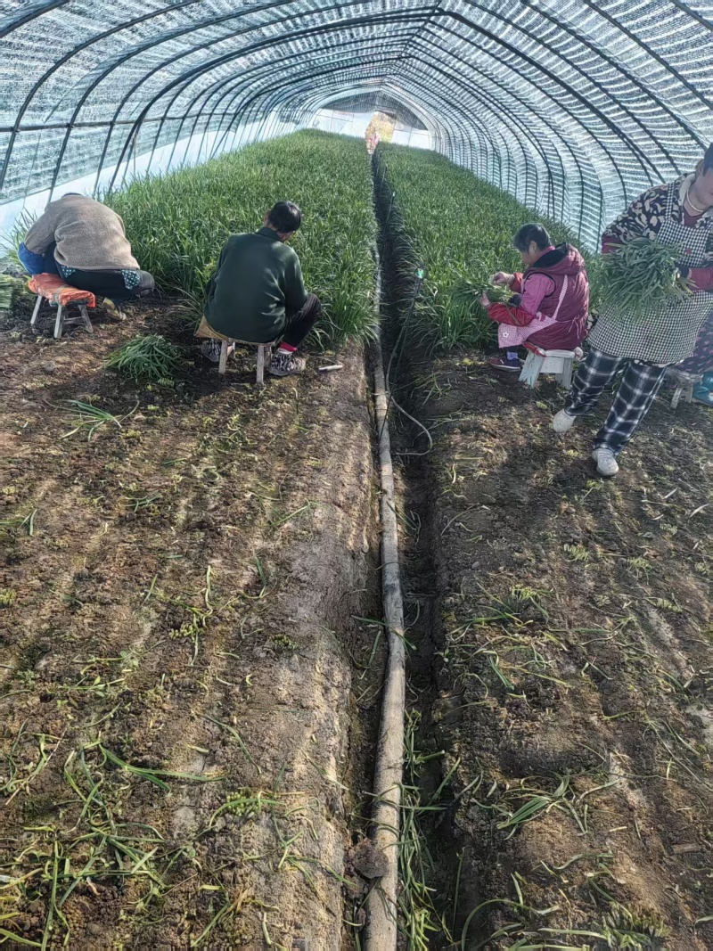 江苏韭菜精品韭菜基地一手货源对接电商市场商超