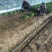 江苏韭菜精品韭菜基地一手货源对接电商市场商超