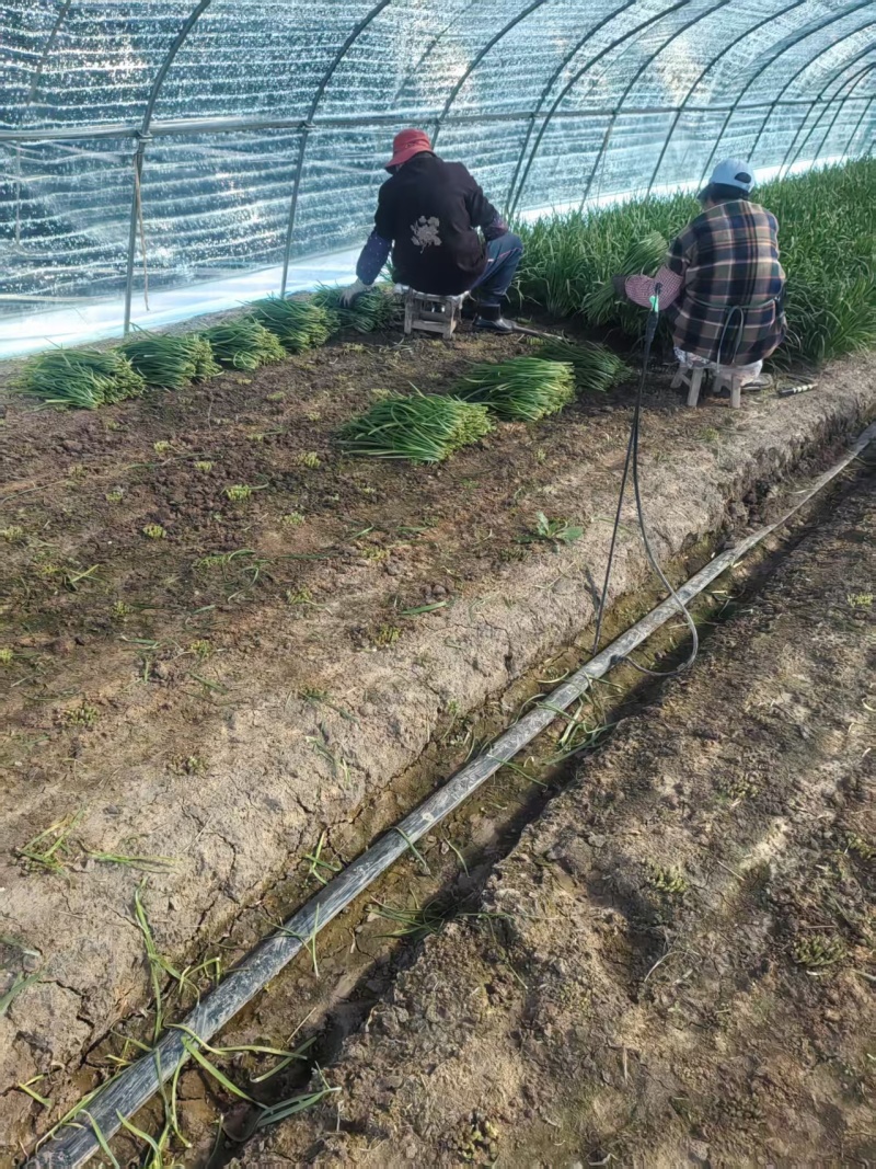 江苏韭菜精品韭菜基地一手货源对接电商市场商超