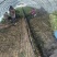 江苏韭菜精品韭菜基地一手货源对接电商市场商超