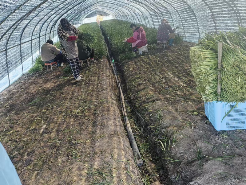 江苏韭菜精品韭菜基地一手货源对接电商市场商超