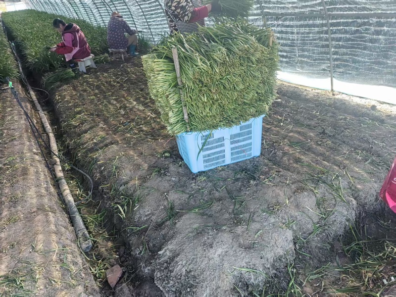 江苏韭菜精品韭菜基地一手货源对接电商市场商超