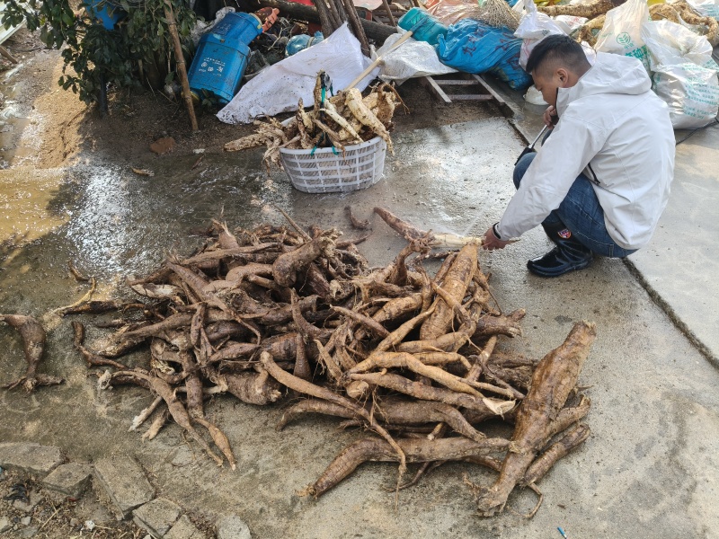 野生葛根粉