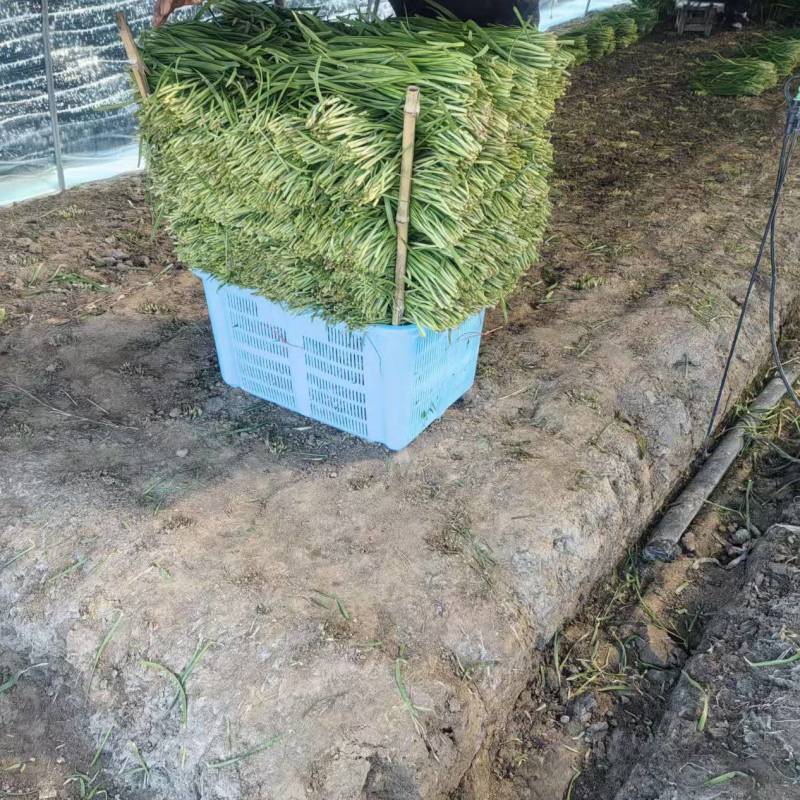 精品大叶韭菜自家一手货源可视频看货保质保量