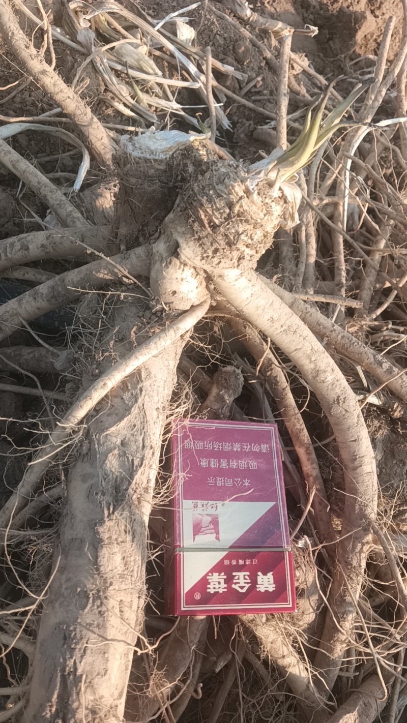 三门峡灵宝市有300亩新鲜辣根出售品质好欢迎老板联系