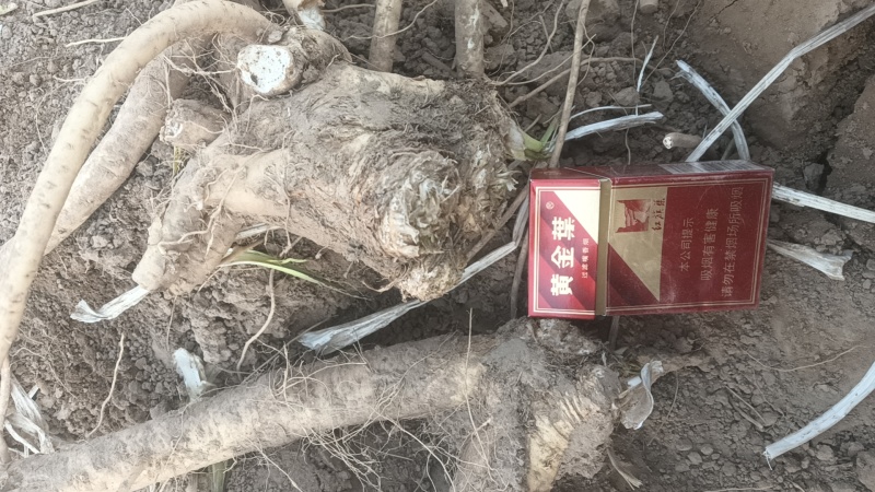 三门峡灵宝市有300亩新鲜辣根出售品质好欢迎老板联系