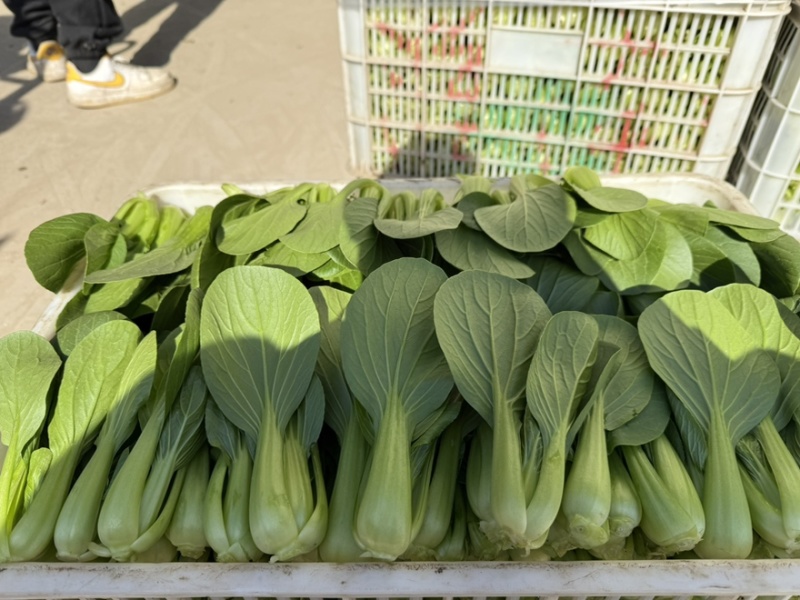 江苏毛白菜大量上市中，产地一手货源对接各级批发商质量保正
