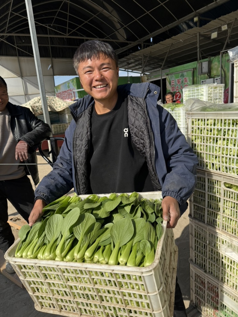 江苏毛白菜大量上市中，产地一手货源对接各级批发商质量保正
