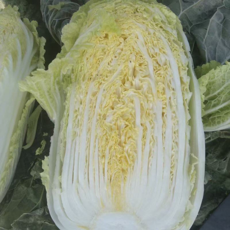黄心白菜直供包装车