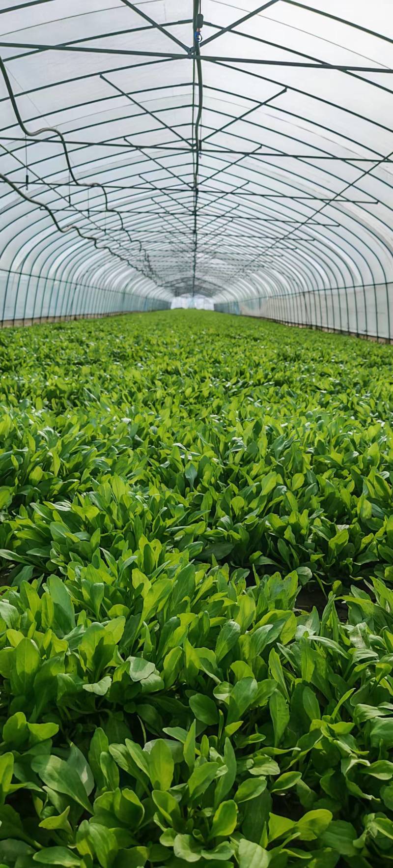 《推荐》马兰头特菜种植基地浙江嘉兴发货对接全国市场