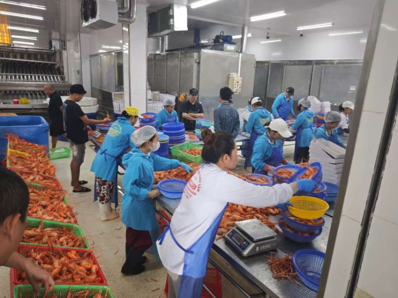 越南一手货源活青龙，有量有价，………..