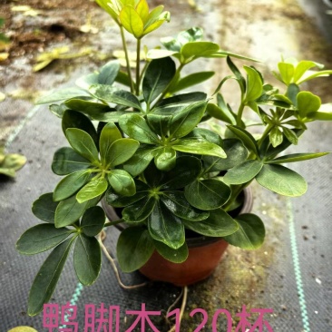 鸭脚木