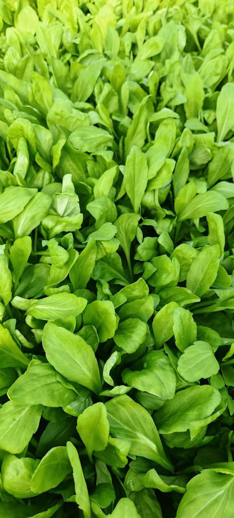 马兰头#野生马兰头#大棚种植马兰头浙江嘉兴基地直发