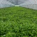 马兰头#野生马兰头#大棚种植马兰头浙江嘉兴基地直发