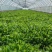 马兰头#野生马兰头#大棚种植马兰头浙江嘉兴基地直发
