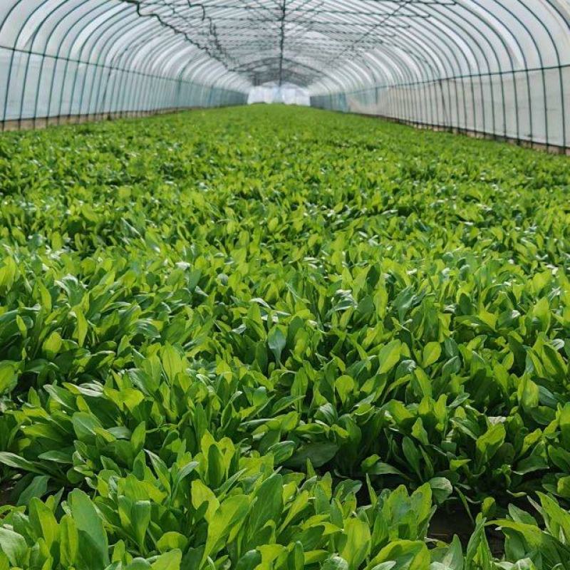 马兰头#野生马兰头#大棚种植马兰头浙江嘉兴基地直发