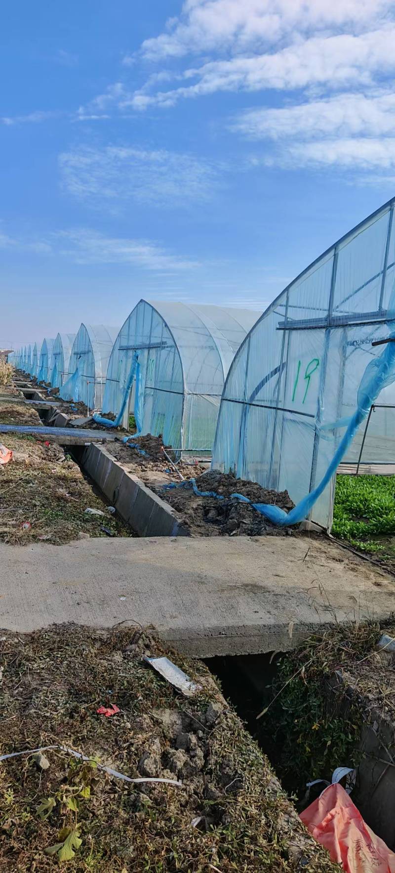 马兰头，春季大量上市嘉兴南湖马兰基地欢迎采购自产自销
