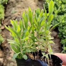 绿化苗木薰衣草耐干耐寒力极强！紫色花海适合庭院！公园观赏