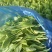 马兰头精品产地直供马兰头种植基量大