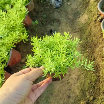 绿化苗木佛甲草基地！佛甲草因耐旱低维护特性而广泛用各工程