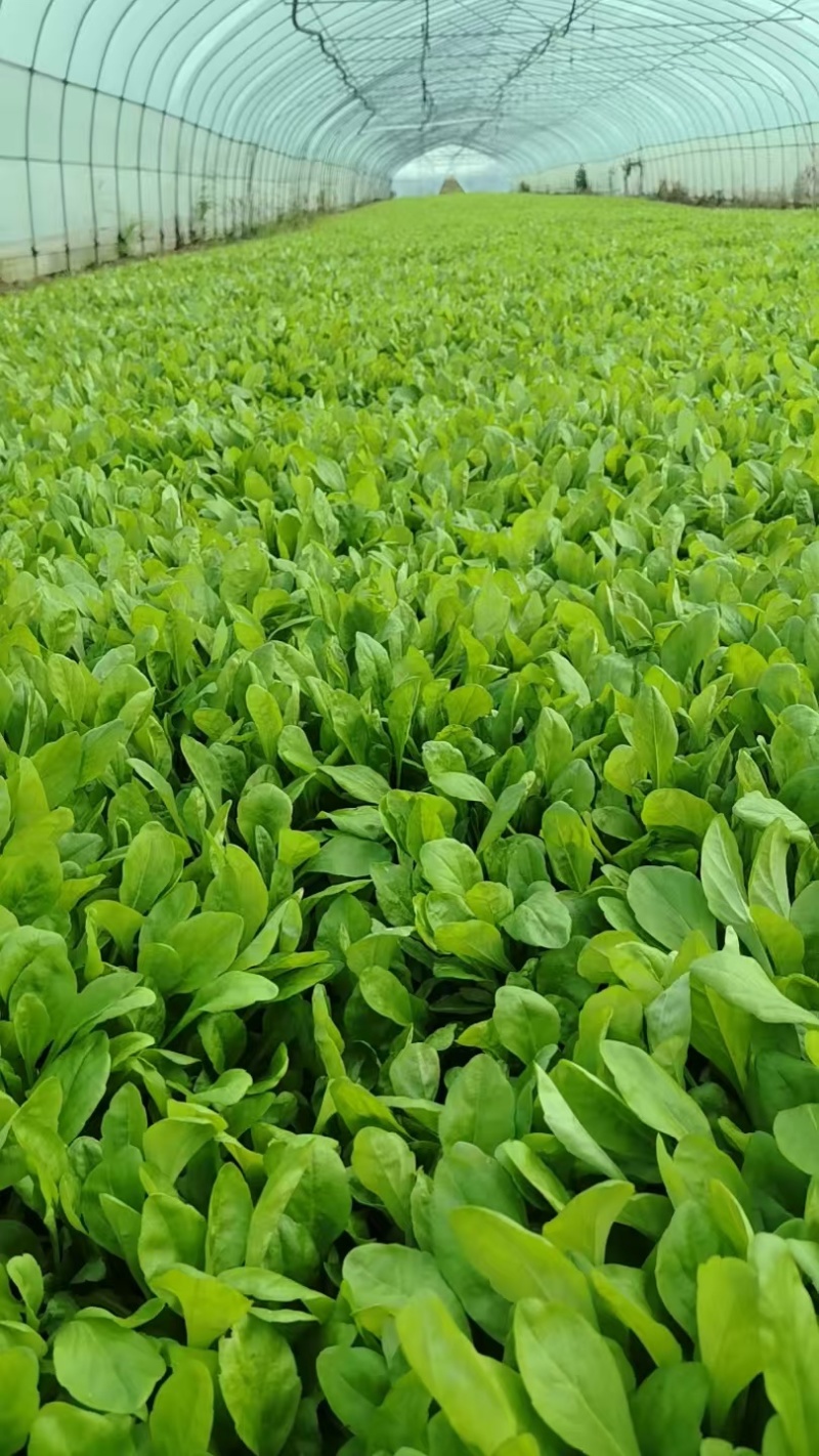 马兰头精品产地直供马兰头种植基量大