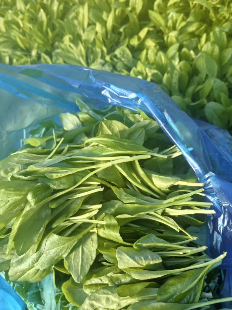 马兰头精品产地直供马兰头种植基量大