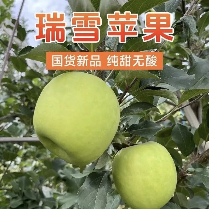 瑞雪苹果可视频看货，一级市场，精装，粗装，联系大量上市，