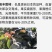 阳丰柿子树苗，可以直接吃的脆甜柿子苗视频看货欢迎咨询