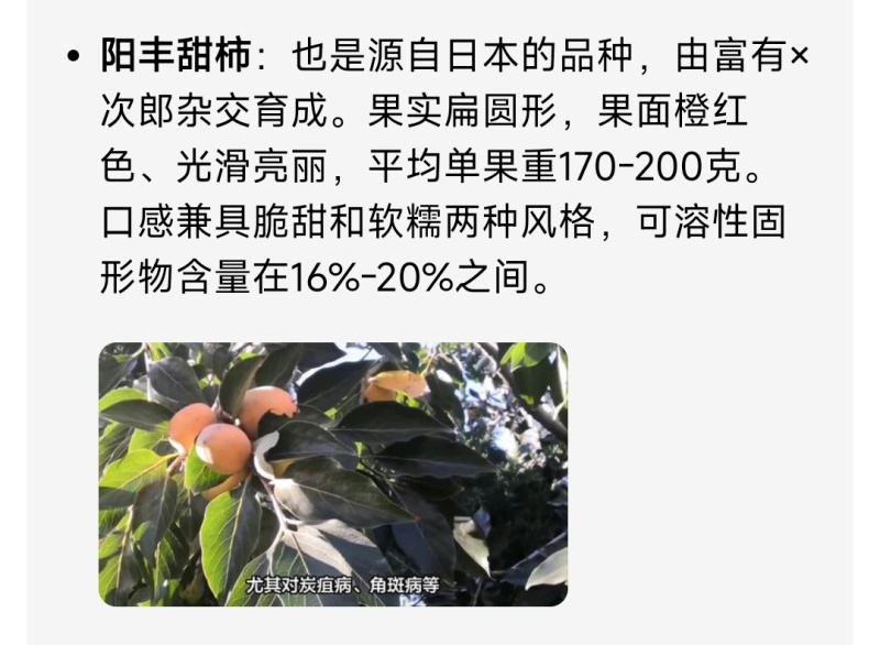 阳丰柿子树苗，可以直接吃的脆甜柿子苗视频看货欢迎咨询