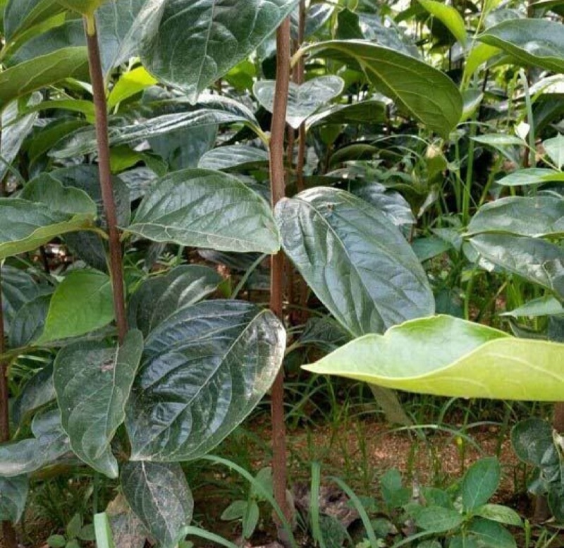 阳丰柿子树苗，可以直接吃的脆甜柿子苗视频看货欢迎咨询