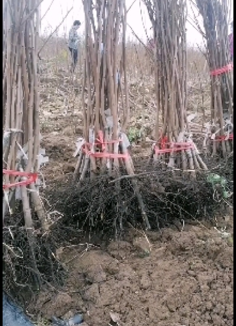 阳丰柿子树苗，可以直接吃的脆甜柿子苗视频看货欢迎咨询
