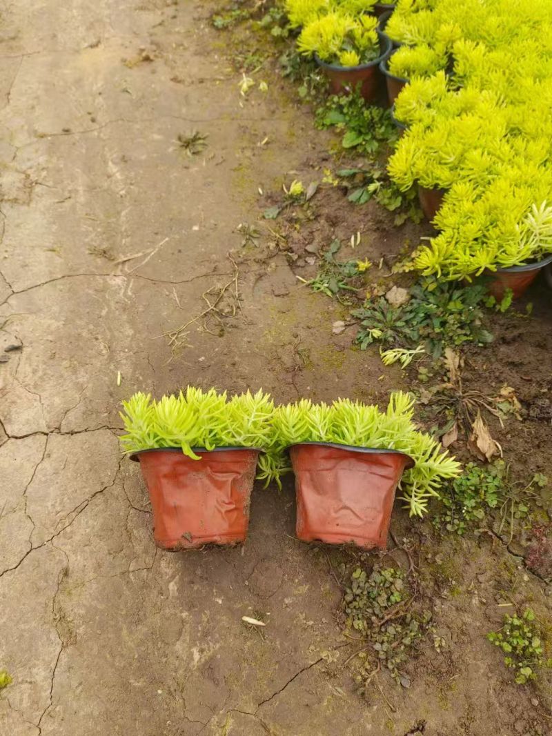 绿化苗木佛甲草基地！佛甲草因耐旱低维护特性而广泛用各工程