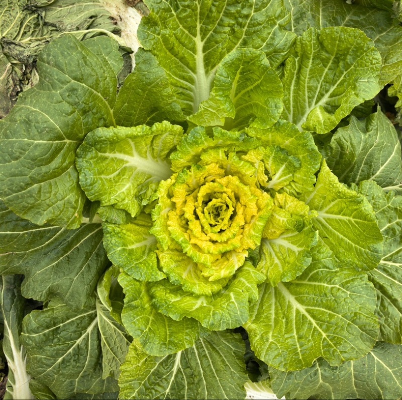 江苏东台娃娃菜.