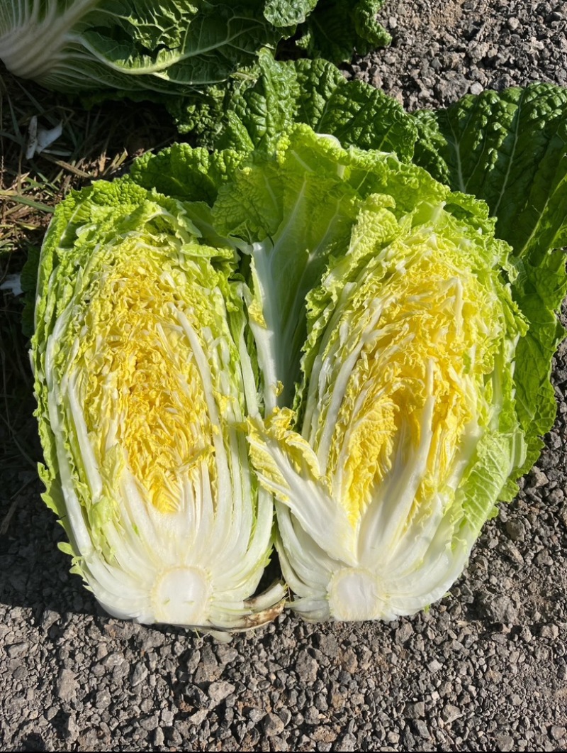 江苏东台娃娃菜.