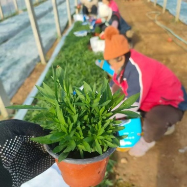 绿化苗木丹麦翠菊耐寒力极强适合庭院，别墅，公园两侧栽植
