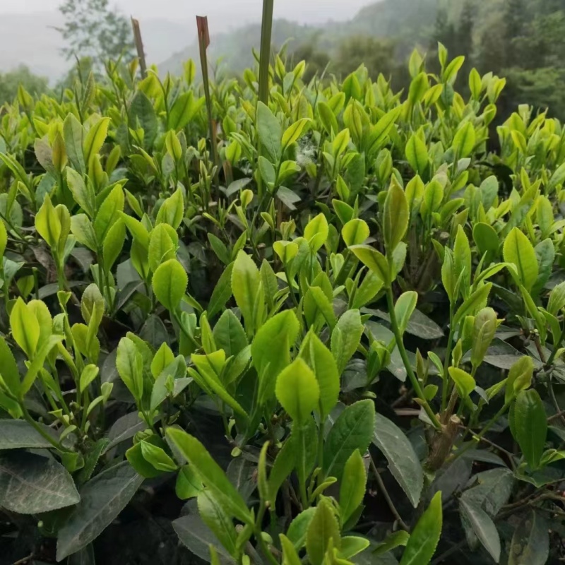 马边彝族自治县高山绿茶自产自销卷毛峰口粮茶