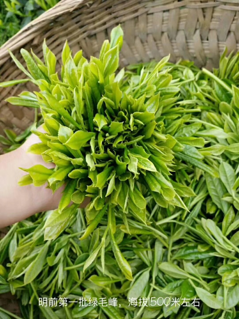 马边彝族自治县高山绿茶自产自销卷毛峰口粮茶