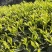 马边彝族自治县高山绿茶自产自销卷毛峰口粮茶