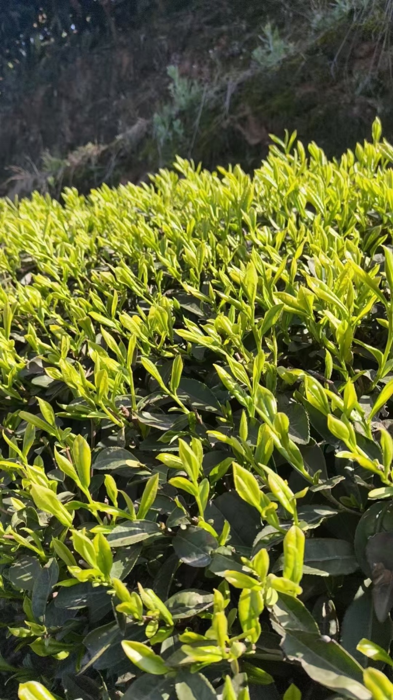 马边彝族自治县高山绿茶自产自销卷毛峰口粮茶