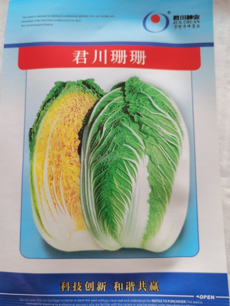 春大强羞月626君川珊珊黄心白菜种子抗根肿黄心矮颗