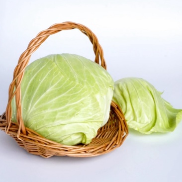 江苏东台包菜/甘蓝/紫甘蓝