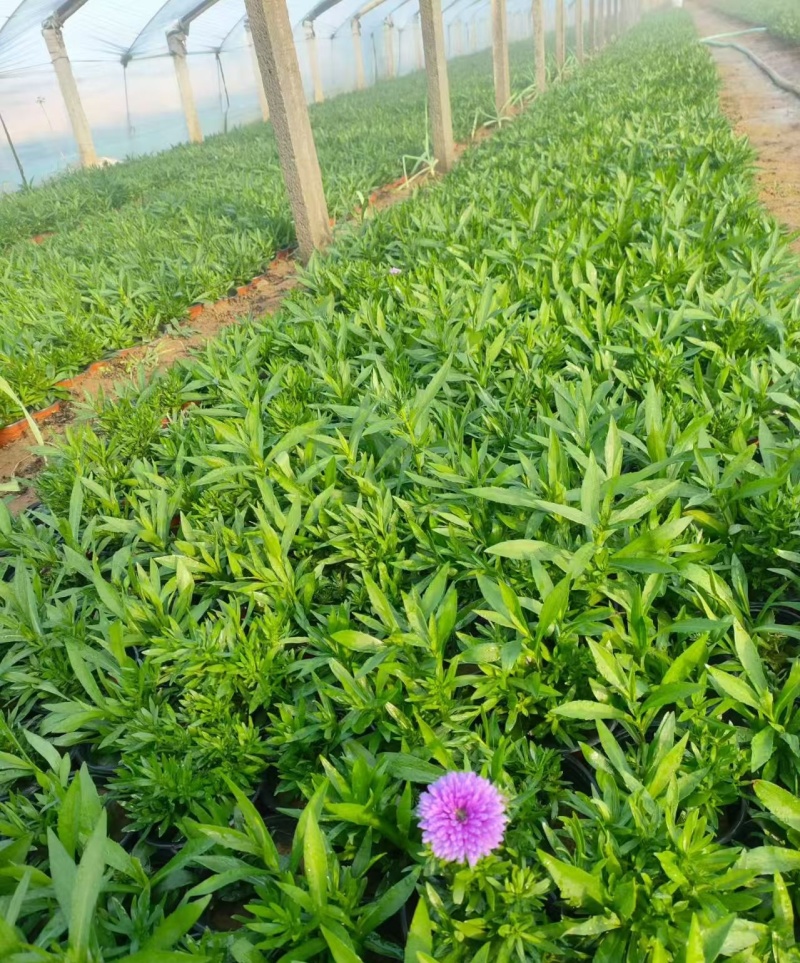 绿化苗木丹麦翠菊耐寒力极强适合庭院，别墅，公园两侧栽植