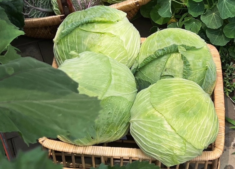 江苏东台包菜/甘蓝/紫甘蓝
