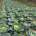 江苏东台包菜/甘蓝/紫甘蓝
