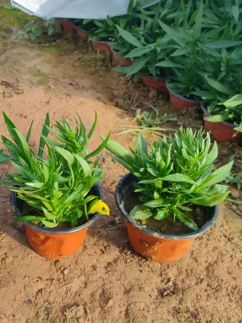 绿化苗木丹麦翠菊耐寒力极强适合庭院，别墅，公园两侧栽植