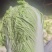 窖藏玉菜大量上市中