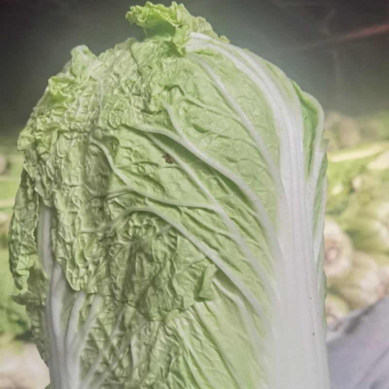 窖藏玉菜大量上市中
