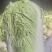 窖藏玉菜大量上市中